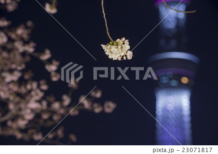 ソメイヨシノと東京スカイツリー  ソメイヨシノと東京スカイツリー  23071817