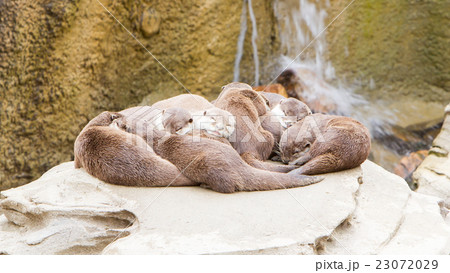 Lazy group of Asian small-clawed otter 23072029
