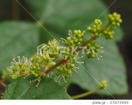 エビヅルの花 23072693