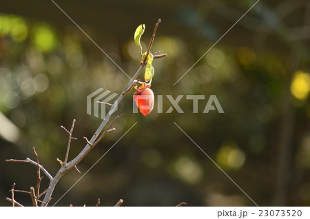 鳥に食べられた柿 23073520