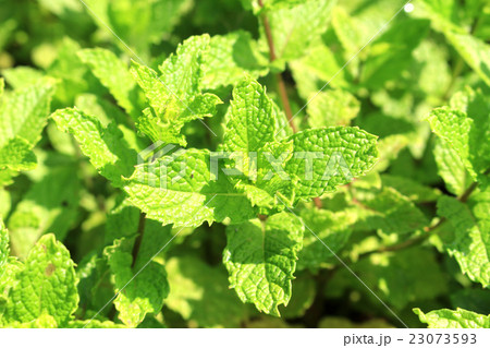 スペアミント　ハーブガーデン 23073593