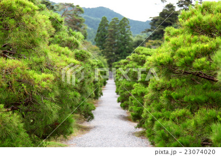 修学院離宮 松並木 修学院離宮 松並木 23074020