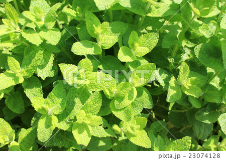 アップルミントハーブガーデン 23074128