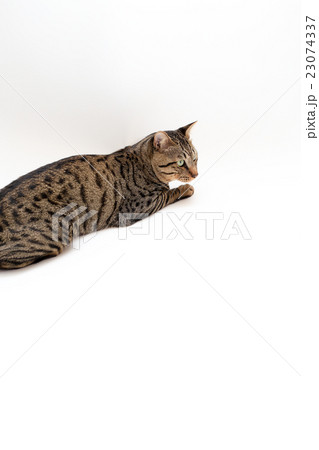 狙いを定める猫 23074337