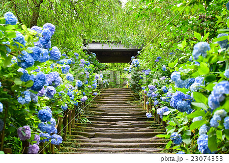 明月院　山門　紫陽花 23074353