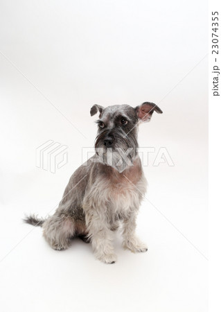 じっと待つ犬 23074355