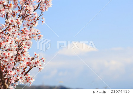 桜と富士山 23074419