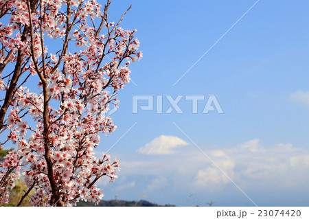 桜と富士山 23074420