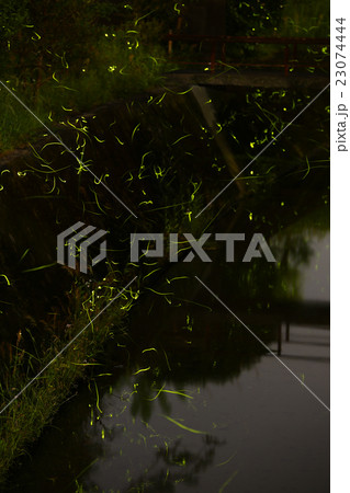 哲学の道の蛍 23074444