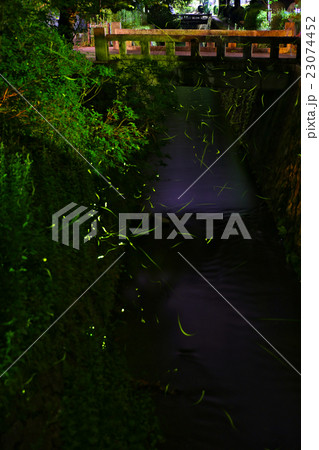 哲学の道の蛍 23074452