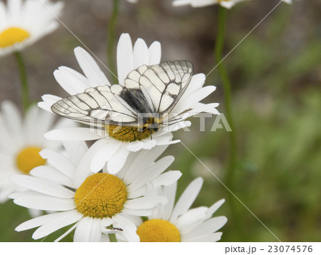 ウスバシロチョウ 23074576