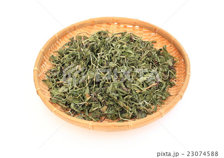 タンポポ茶 23074588