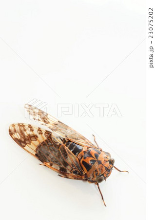 ニーニーゼミ　白背景 23075202