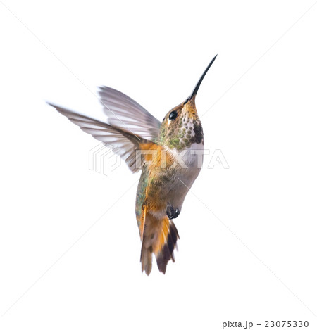 Hummingbird 23075330