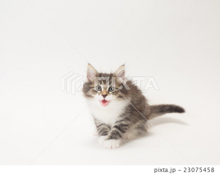 笑うノルウェージァンフォレストキァットの仔猫 23075458