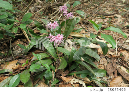 ショウジョウバカマ ショウジョウバカマ 23075496