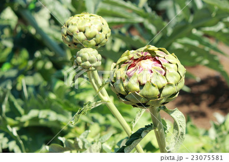 アーティチョーク 23075581