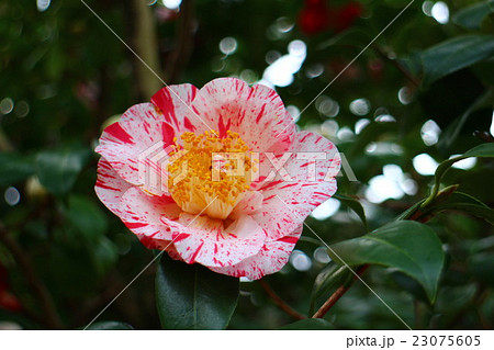 椿 こきんらん 椿 こきんらん 23075605