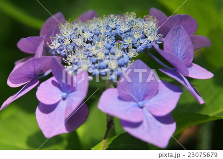 あじさい 23075679