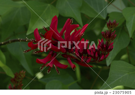 公園に植えられた鮮やかな色合いのヒシバデイゴのカット 23075905