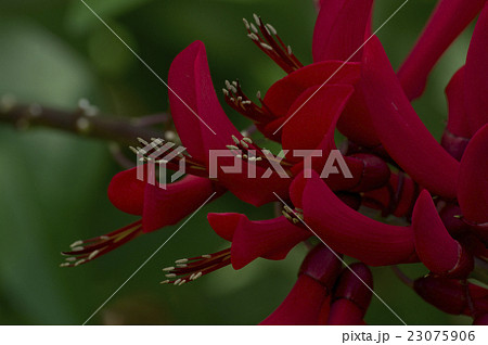 公園に植えられた鮮やかな色合いのヒシバデイゴのアップ 23075906