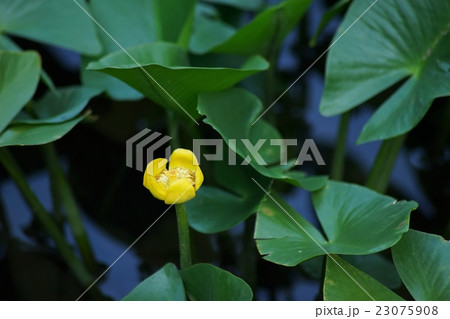 小川に咲くコウホネの花 小川に咲くコウホネの花 23075908