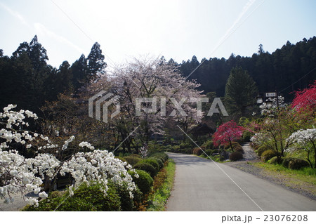 慈光山の桜 慈光山の桜 23076208