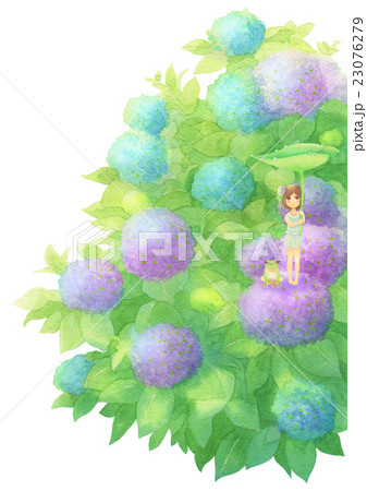 あじさいとゲスト縦（雨ミックス） 23076279