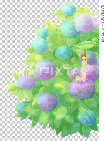 繡球客人縱向（雨混） 23076279