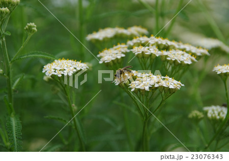 アキレアと蜂 23076343