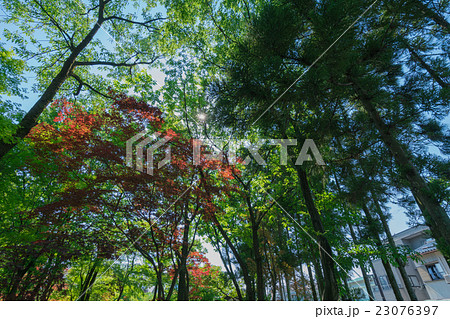 春の陽ざし 23076397