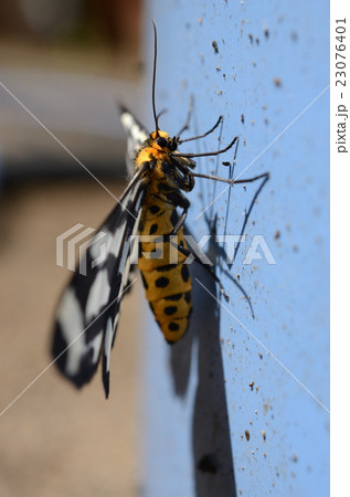 ヒロオビトンボエダシャクガ・広帯蜻蛉枝尺蛾 ヒロオビトンボエダシャクガ・広帯蜻蛉枝尺蛾 23076401