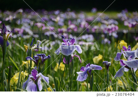 咲き誇る花菖蒲 23076404