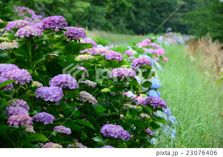 雨の紫陽花街道 23076406