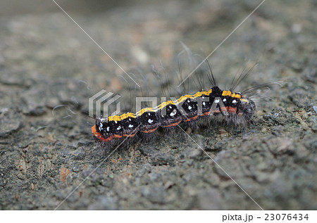 リンゴケンモンガ 林檎剣紋蛾の幼虫の写真素材