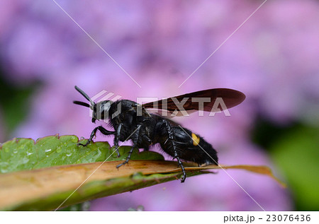 キオビツチバチ・黄帯土蜂 キオビツチバチ・黄帯土蜂 23076436