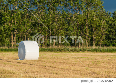 牧草ロール 23076502