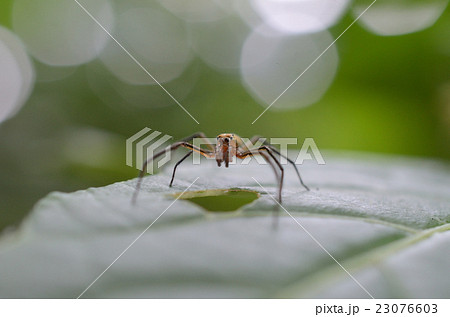 チャイロアサヒハエトリグモ 茶色旭蝿捕蜘蛛の成虫の写真素材 チャイロアサヒハエトリグモ 茶色旭蝿捕蜘蛛の成虫の写真素材