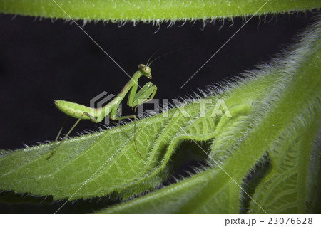 カマキリ カマキリ 23076628