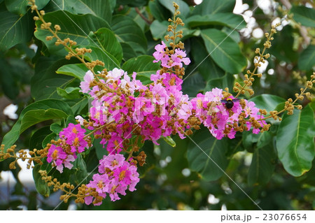 バナバ、オオバナサルスベリ(Banaba, Lagerstroemia speciosa) バナバ、オオバナサルスベリ(Banaba, Lagerstroemia speciosa) 23076654