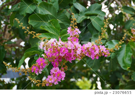 バナバ、オオバナサルスベリ(Banaba, Lagerstroemia speciosa) バナバ、オオバナサルスベリ(Banaba, Lagerstroemia speciosa) 23076655