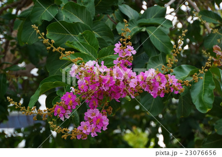 バナバ、オオバナサルスベリ（Banaba, Lagerstroemia speciosa） 23076656