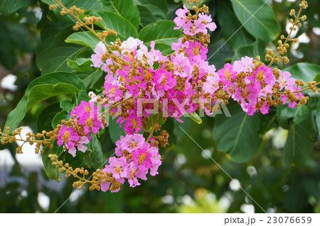 バナバ、オオバナサルスベリ（Banaba, Lagerstroemia speciosa） 23076659