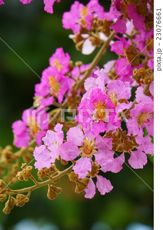 バナバ、オオバナサルスベリ（Banaba, Lagerstroemia speciosa） 23076661