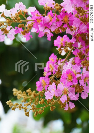 バナバ、オオバナサルスベリ（Banaba, Lagerstroemia speciosa） 23076663