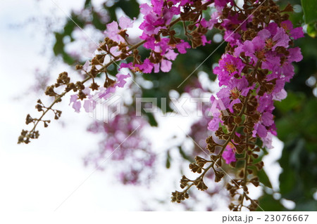 バナバ、オオバナサルスベリ（Banaba, Lagerstroemia speciosa） 23076667