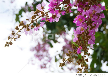 バナバ、オオバナサルスベリ（Banaba, Lagerstroemia speciosa） 23076668