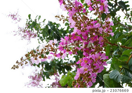 バナバ、オオバナサルスベリ（Banaba, Lagerstroemia speciosa） 23076669
