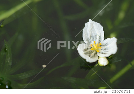 オオカナダモ 大加奈陀藻の白い花の写真素材
