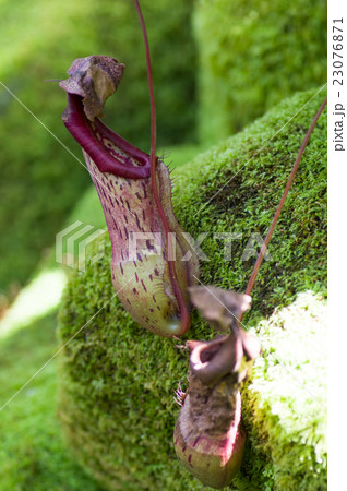 ネペンテス・トゥルンカータ 23076871